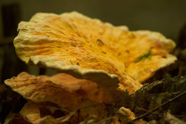 Yellow Red Tinder Parasite Fungi Grown Tree Bark — Stock Photo, Image