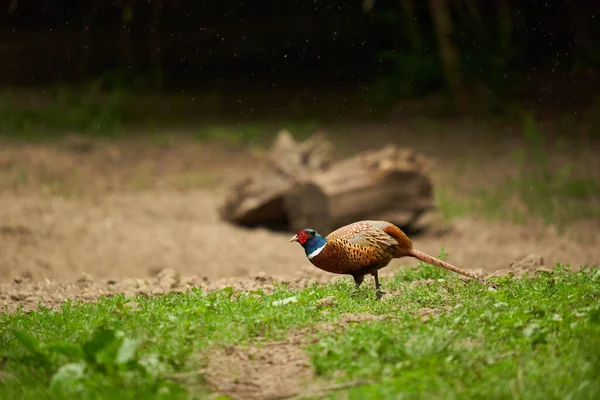 Pheasant Walking Grass Forest Rain — Stock Photo, Image