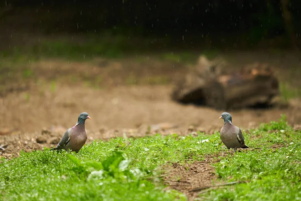 雨の中 地面に2羽の野生のハト — ストック写真