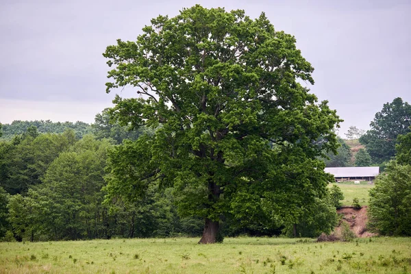 Multi Centennial Oak Tree Pasture Front Forest — Stock Photo, Image