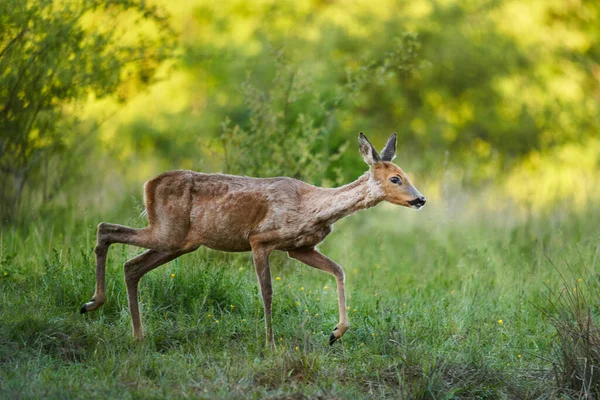 Ormandaki bir çayırda dişi geyik.
