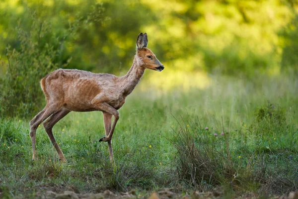 Roe deer female on a pasture by the forest