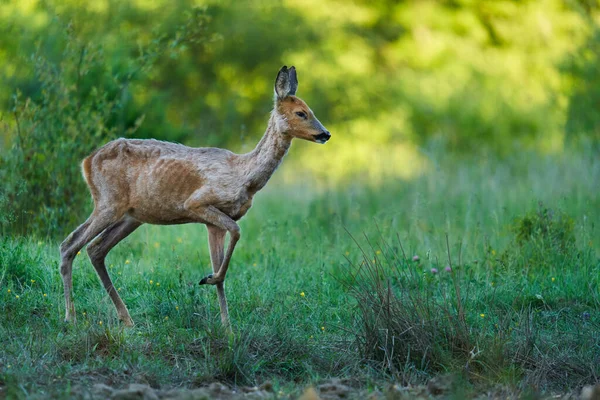 Ormandaki bir çayırda dişi geyik.