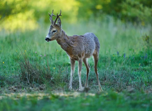 Roe geyiği, Roebuck, ormandaki bir çayırda.