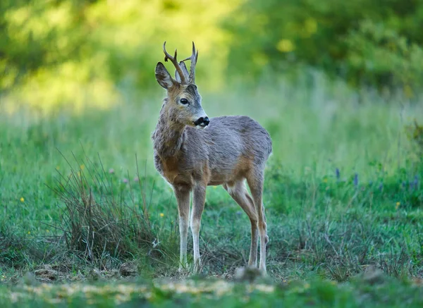 Roe Geyiği Roebuck Ormandaki Bir Çayırda — Stok fotoğraf