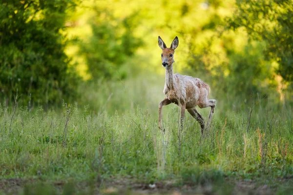 Roe deer female on a pasture by the forest