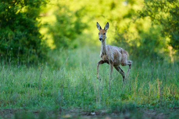 Ormandaki bir çayırda dişi geyik.