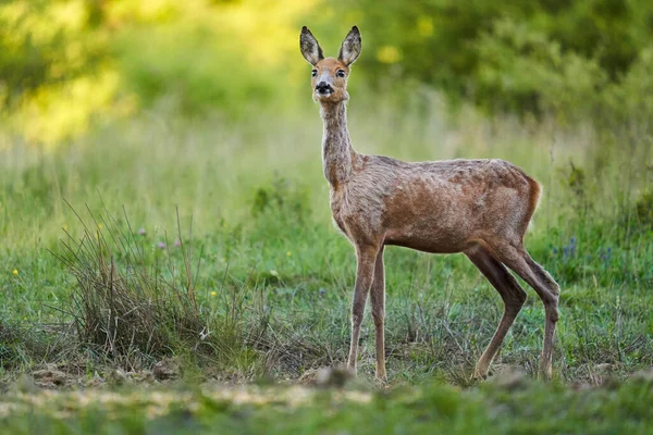 森の牧草地に立つ鹿の雌 — ストック写真