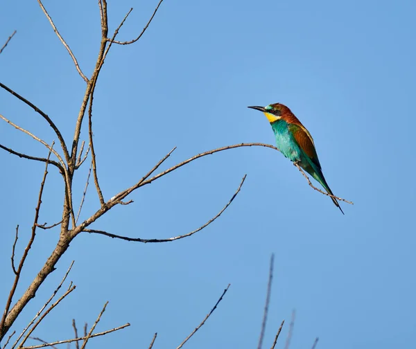 Oiseau Mangeur Abeilles Par Une Journée Ensoleillée Affichant Plumage Coloré — Photo