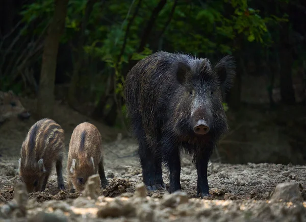 野生猪群在森林里生根觅食 — 图库照片