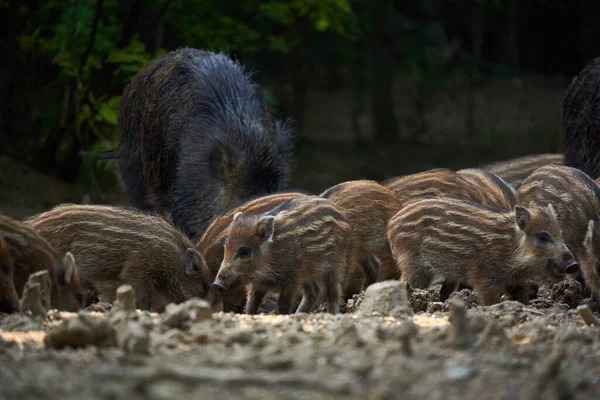 Rebanho Porco Selvagem Torcendo Por Comida Floresta — Fotografia de Stock