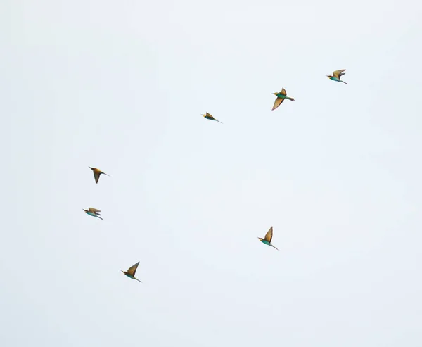 Güneşli Bir Günde Arı Yiyen Kuşlar Renkli Tüyler Sergilerler — Stok fotoğraf