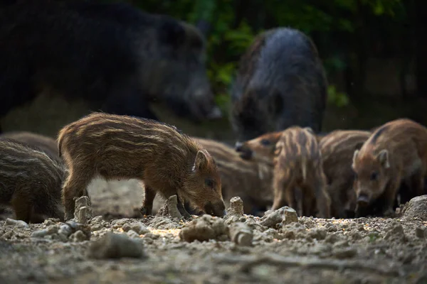 野生猪群在森林里生根觅食 — 图库照片