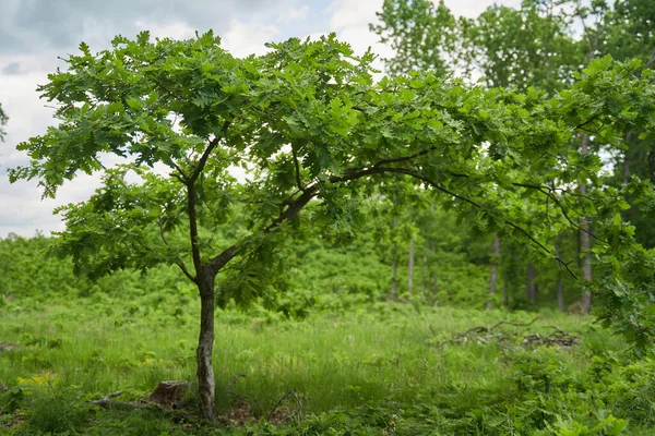 Little Young Oak Tree Front Forest — Stock Photo, Image