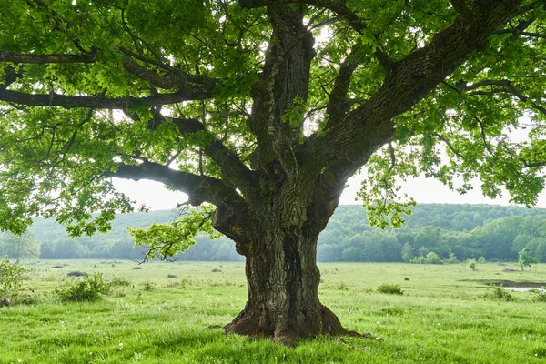 森の前の牧草地にある複数の百年のオークの木 — ストック写真