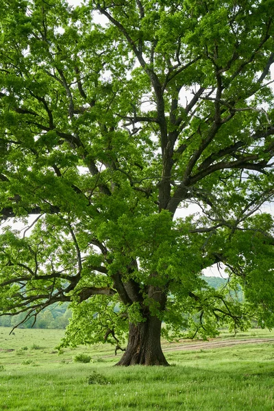 森の前の牧草地にある複数の百年のオークの木 — ストック写真