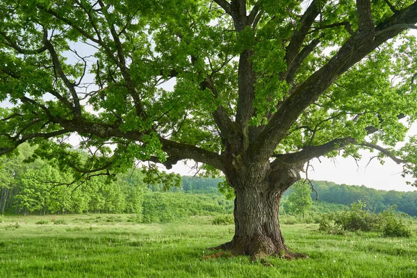 Multi Centenáriumi Tölgyfa Egy Legelőn Erdő Előtt — Stock Fotó