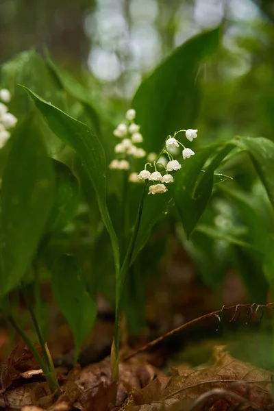 Lily Valley Tiny White Fragrant Flowers Forest Floor — Stock Photo, Image