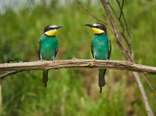 Bijeneter Vogels Een Zonnige Dag Met Kleurrijk Verenkleed — Stockfoto