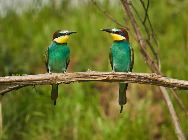 Bijeneter Vogels Een Zonnige Dag Met Kleurrijk Verenkleed — Stockfoto