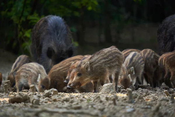 野生猪群在森林里生根觅食 — 图库照片