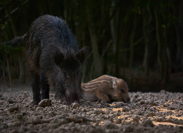 Vahşi domuz sürüsü ormanda yiyecek arıyor.