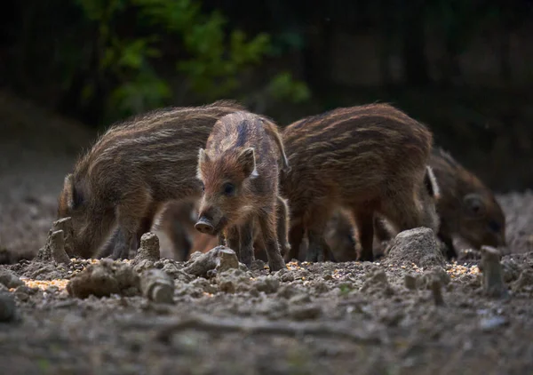 Wildschweinherde Auf Nahrungssuche Wald — Stockfoto