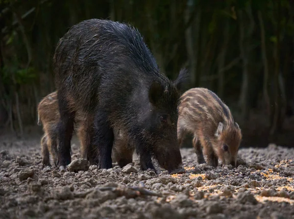 森の中の食糧のために応援する野生の豚の群れ — ストック写真
