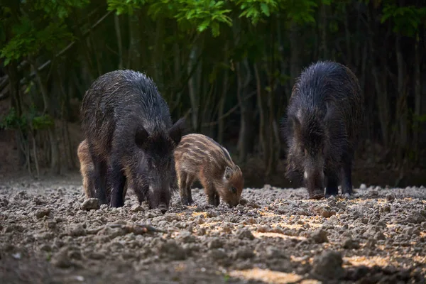 Wilde Varkenshoeder Zoek Naar Voedsel Het Bos — Stockfoto