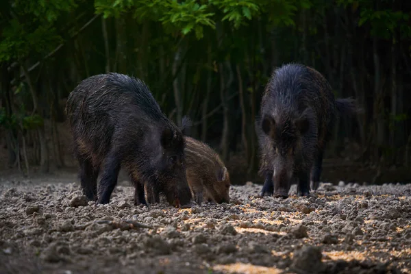 Vahşi domuz sürüsü ormanda yiyecek arıyor.