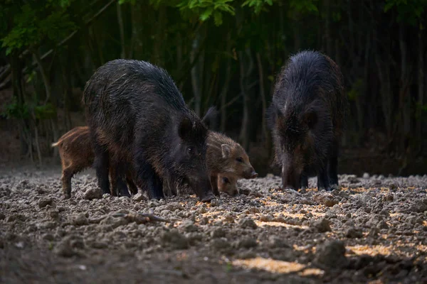 Wildschweinherde Auf Nahrungssuche Wald — Stockfoto