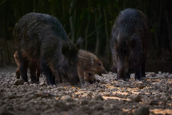 Wild Hog Herd Rooting Food Forest — Stock Photo, Image