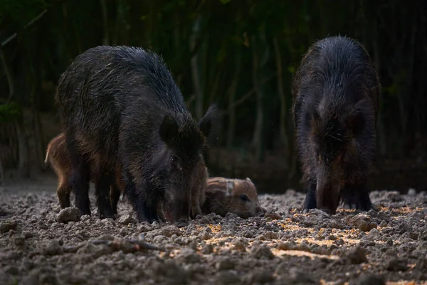 Dzikie Stado Świń Kibicujące Pożywieniu Lesie — Zdjęcie stockowe