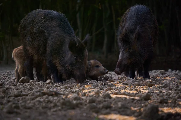 Wildschweinherde Auf Nahrungssuche Wald — Stockfoto