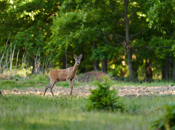 Chevreuil Mâle Chevreuil Dans Pâturage Près Forêt — Photo