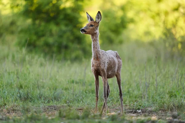 森の牧草地に立つ鹿の雌 — ストック写真
