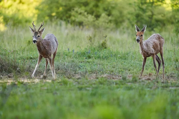 Roe deer male and female, roebucks, on a pasture by the forest
