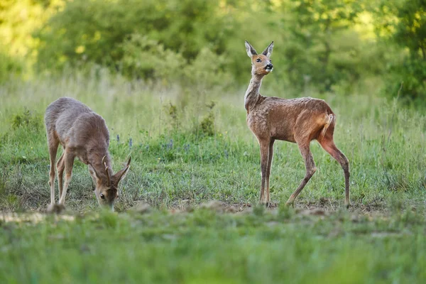 Roe deer male and female, roebucks, on a pasture by the forest