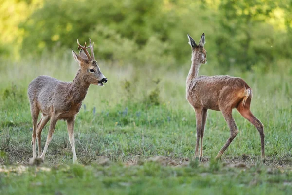 Sarna Samiec Samica Roebucks Pastwisku Przy Lesie — Zdjęcie stockowe