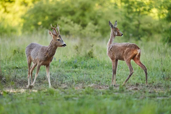 Roe deer male and female, roebucks, on a pasture by the forest