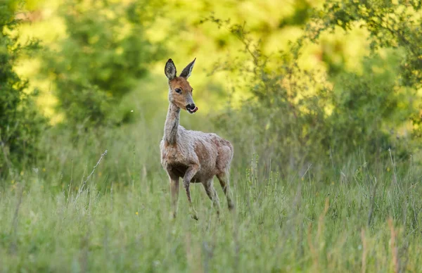 Ciervo Hembra Pasto Junto Bosque — Foto de Stock