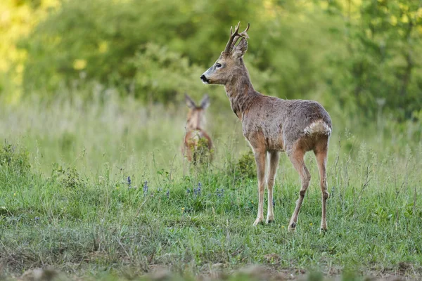 Sarna Samiec Samica Roebucks Pastwisku Przy Lesie — Zdjęcie stockowe