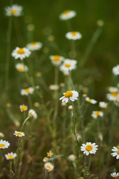 Gros Plan Petites Fleurs Camomille Dans Herbe — Photo