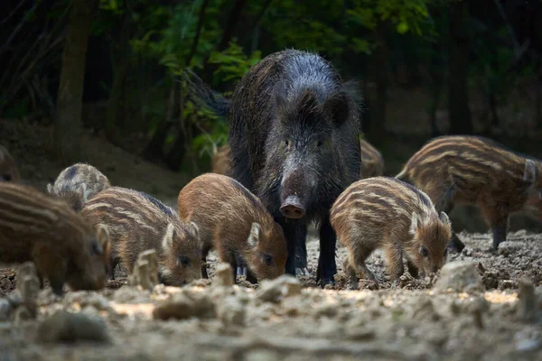 Rebanho Porco Selvagem Torcendo Por Comida Floresta — Fotografia de Stock
