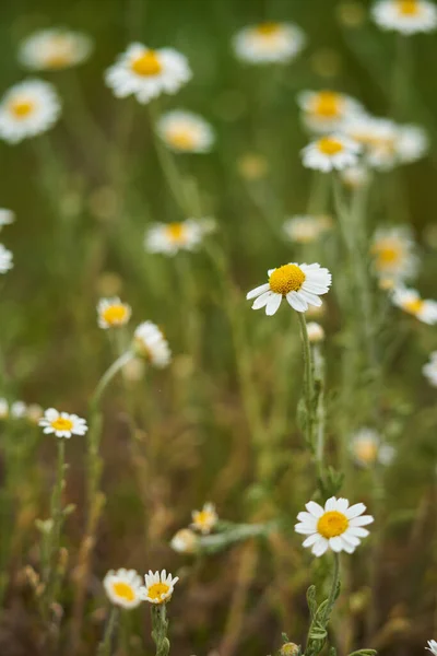 Gros Plan Petites Fleurs Camomille Dans Herbe — Photo