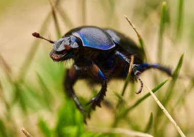 Otların arasındaki siyah dağ böceğinin makro 'su
