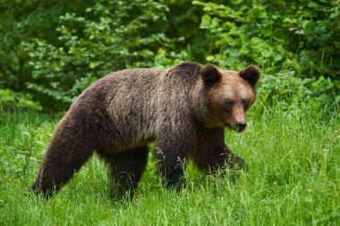 Ormandaki büyük kahverengi ayı, yırtıcı hayvan.