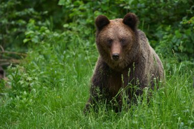 Ormandaki büyük kahverengi ayı, yırtıcı hayvan.