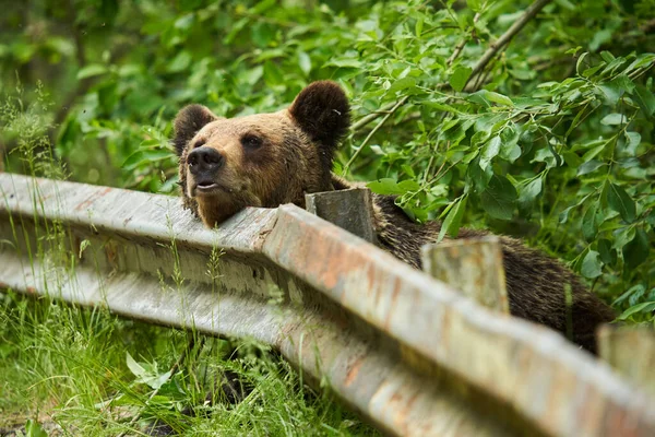 Obrovská Tagged Samice Medvědice Silnice Žebrající Jídlo — Stock fotografie