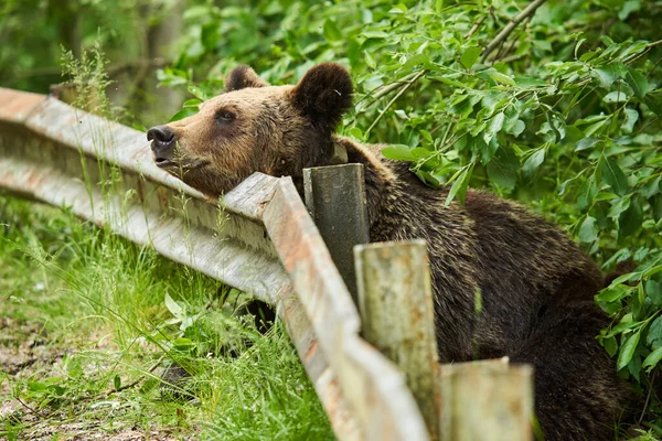 Величезний Позначений Жіночий Ведмідь Біля Узбіччя Благаючи Про Їжу — стокове фото